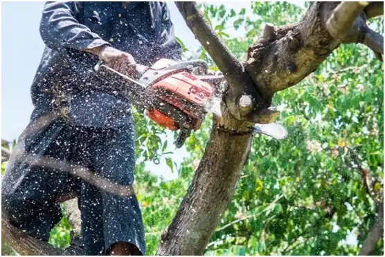 tree services Brazoria